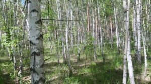 Березовая роща. Красота русской природы.