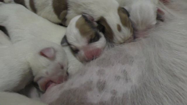 Пищащее счастье. Алабайкам 1 сутки. смотреть онлайн