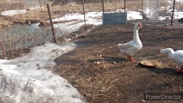 Котлеты в заморозку, мои зверушки,собираю яйцо.Обед белково овощной.