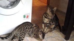 Бенгальская кошка кушает мясо