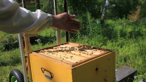 Контроль приёма маток, проблемная семья