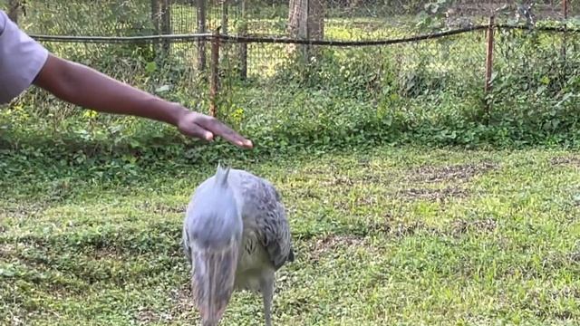 The Elusive Shoebill смотреть онлайн