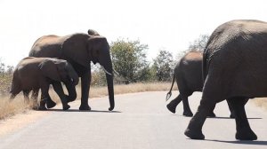 Elephant Herd Crossing the Road - Kruger National Park