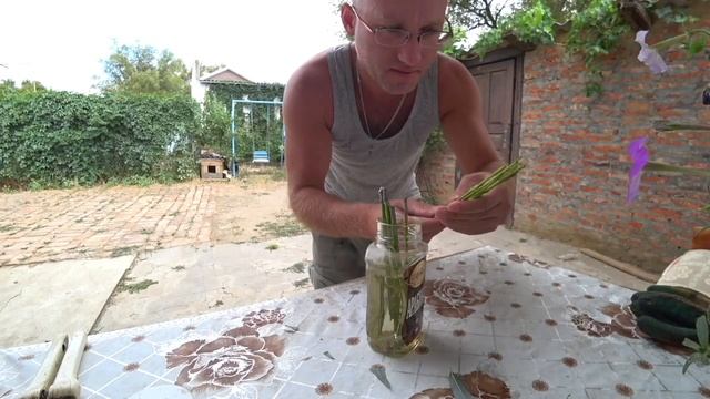 Сюжет из жизни в деревне о том, как я получил первый опыт размножения ивы способом черенкования смотреть онлайн