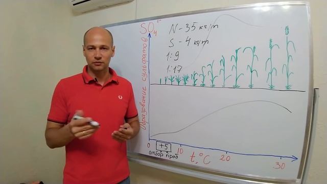 Стратегия применения удобрений с серой: сульфат аммония, сульфоаммофос, сульфат магния? смотреть онлайн