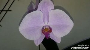 #ОРХИДЕИ Цветение Орхидеи 14 см цветок. Сого Юкидан розовый.