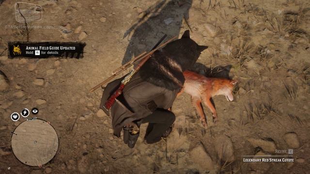 Red Dead Online - Legendary Red Streak Coyote Location [Animal Field Guide] смотреть онлайн