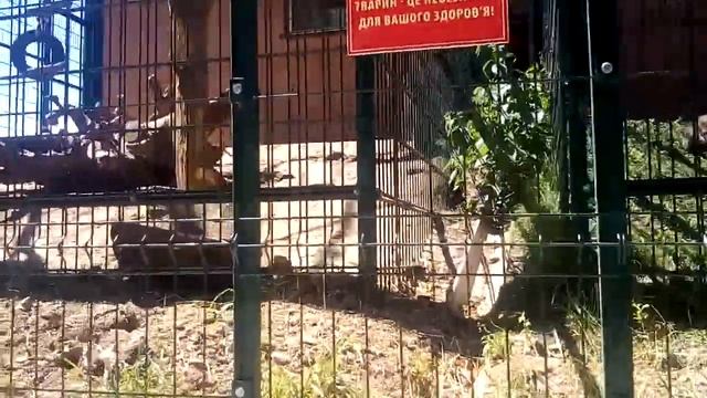 Зоопарк"Золотий фазан " смотреть онлайн