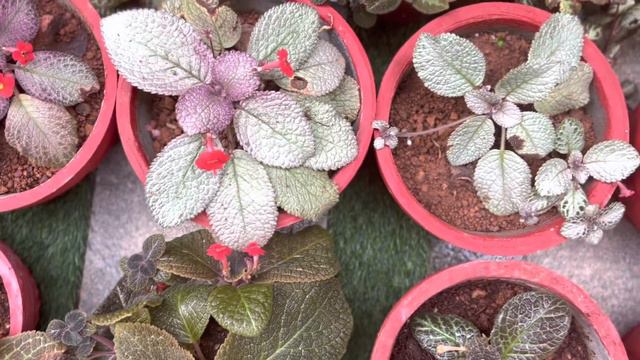 Epecia plants | care & propagation #meadowsgarden #epeciaplants  #gardenmalayalam #plantscare