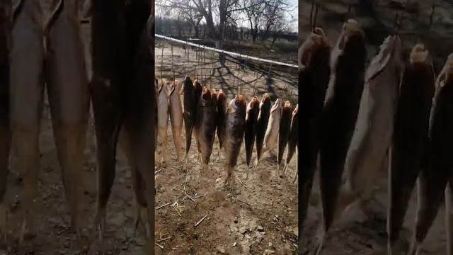Маленько от темы но полезно,как сделать крючки для сушки рыбы!!