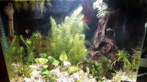 Малькам моллинезии 1 месяц. Переселение в общий аквариум.