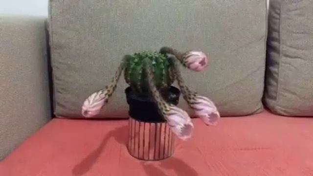 Timelapse Flor Cactus (Cactus Flowers) смотреть онлайн