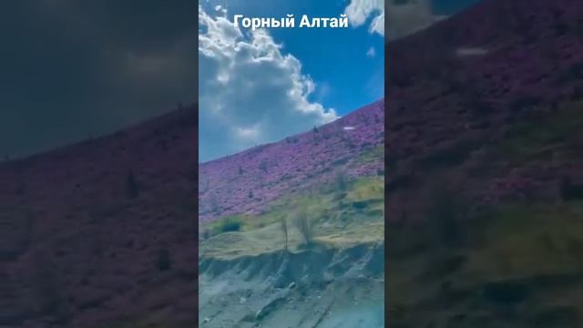 Горный Алтай. Цветение маральника май 2022. Село Онгудай