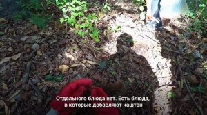 В гостях у друзей мужа/ Корейская дача и сбор каштанов;)