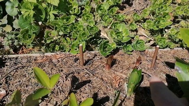 Мартагоны и Морозники в мае 2023. смотреть онлайн