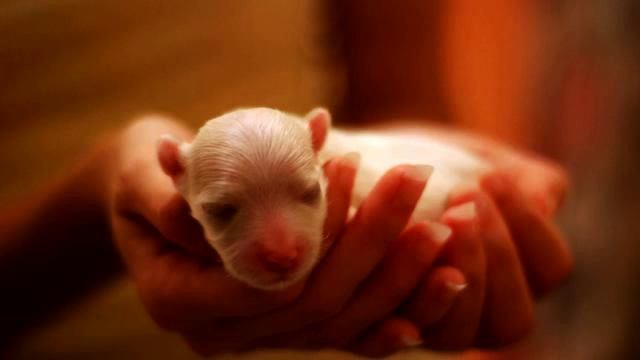 Видео Ирина Аллегрова. Просто хит! Полет души! смотреть онлайн