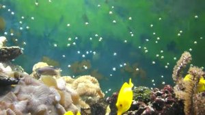 Аквариумная рыбка из Маршалловых островов, Жёлтая зебрасома, Zebrasoma flavescens океанариум спб