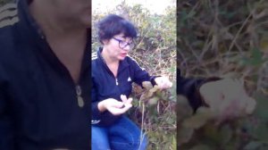 Ажина(ежевика). Фрагмент экскурсии