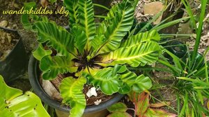 Cobra Fern | Asplenium Nidus