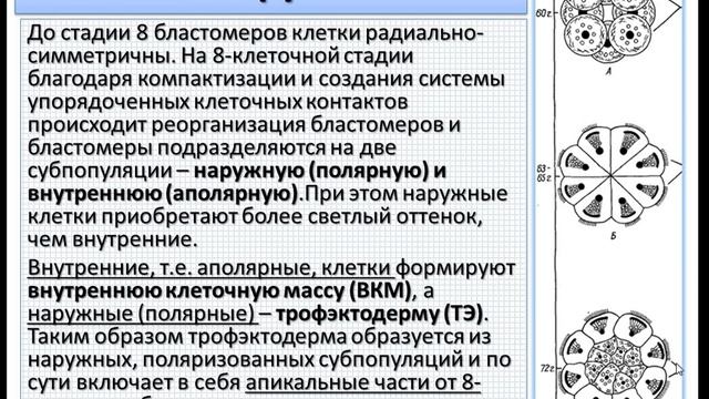 Эмбриология млекопитающих и человека. Ч.3. Морула и бластоциста.