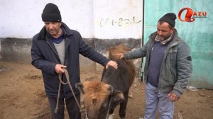 Лахзахои Ногувор - ГОВУМ ГОВИ ЗУР БУДАЙ