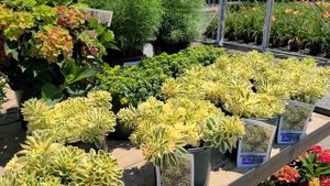 Sedum Atlantis™(Variegated Stonecrop) // GORGEOUS? Award Winning, Hardy Outdoor Succulent