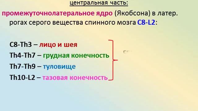 автономная нервная система