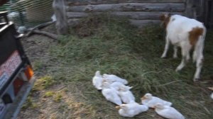 13 07 2018 Один день из жизни в деревне..mp4