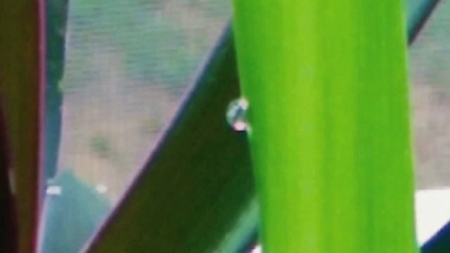 РЭО ХЛОРОФИТУМ. РОССИНКИ НА ЛИСТЬЯХ ТОЧНО БРИЛЛИАНТЫ смотреть онлайн