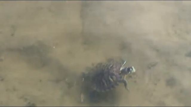 Калифорнийская красноухая черепаха. смотреть онлайн