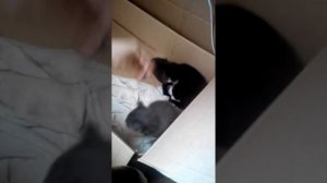 Котята родились