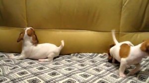 Щенки Джек Рассел терьера 21/04/2014 мальчики