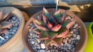 Echeverias Agavoides y otros.