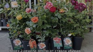 Как сажать розу летом в грунт