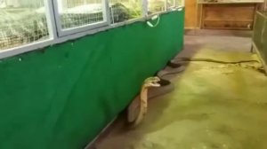 Королевская Кобра и Нильский Варан ЭкоДеревушка