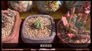 이제이의 다육식물 미니정원을 소개합니다. (반려식물 소품다육 다육식물 미니정원 succulent plant)