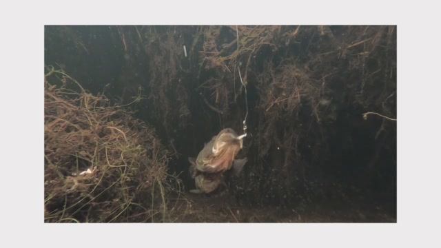 Ловля ротана.Зимняя рыбалка. Камера под водой. Пробное погружение.