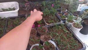 Увлажнитель в парнике. Как ускорить укоренение черенков гортензии, туи и многого другого