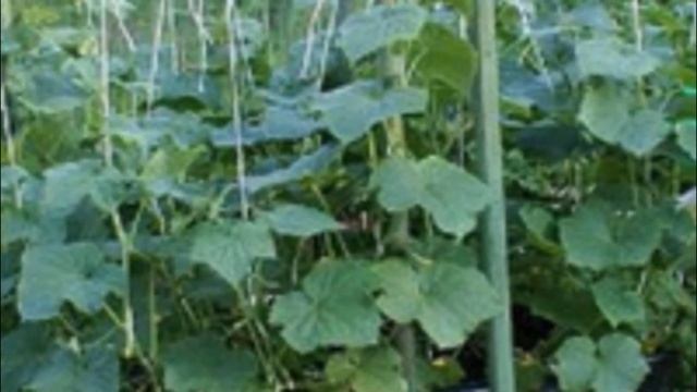 Как нужно выращивать огурцы в мешках