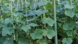 Как нужно выращивать огурцы в мешках