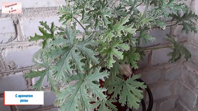 Душистики моего балкона смотреть онлайн