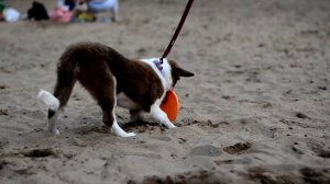 Щенок бордер-колли Гинза 3 месяца