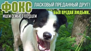 ❤️ФОКС ласковый преданный красавец! Был предан людьми.. Но продолжает верить.. РЕПОСТ, ДРУЗЬЯ❗❗