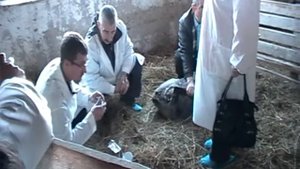 Как правильно чипировать овец. Часть 1