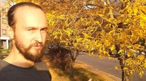 Гледичия безколючковая золотистолистная