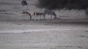 Безуспешные попытки самки нубийского осла (Equus asinus africanus) стимулировать самца к спариванию