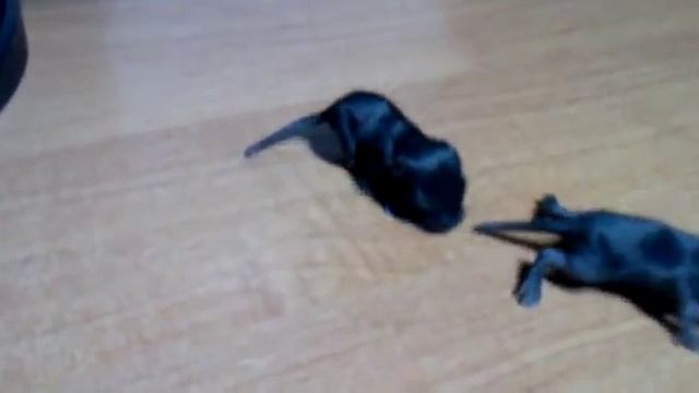 Детеныши монгольской песчанки
