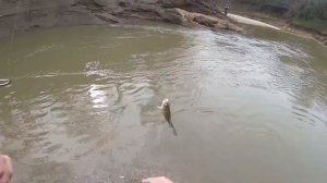 Don't be this guy!! Are the white bass in the creeks yet?