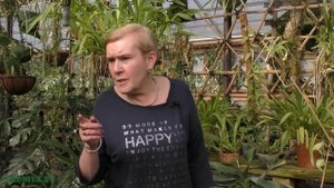 Цветение орхидей(Аngraecum,Lycaste,Pleurothallis)