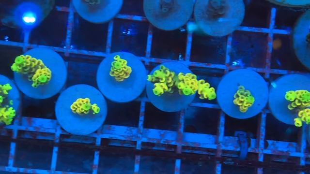 REх Orange Sunrise Tenuis SPS Coral . Интернет магазин REEF EXCLUSIVE смотреть онлайн